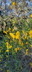 Cytisus grandiflorus