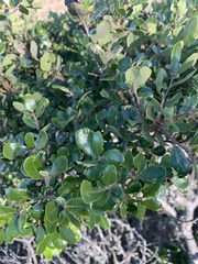 Quercus pacifica