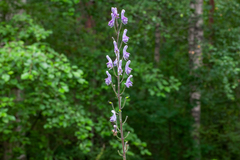 Aconitum septentrionale