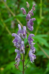 Aconitum septentrionale