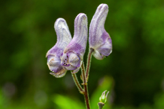 Aconitum septentrionale