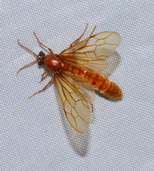 Labidus coecus