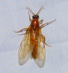 Labidus coecus