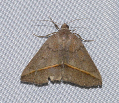 Argyrostrotis flavistriaria