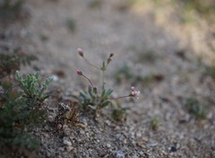 Eriogonum gracillimum