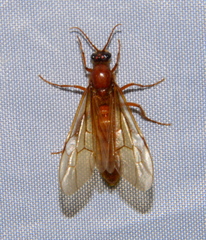 Labidus coecus