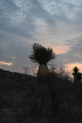 Image of Yucca carnerosana by (c) Alan Rockefeller, some rights reserved (CC BY)