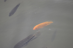 Amphilophus citrinellus