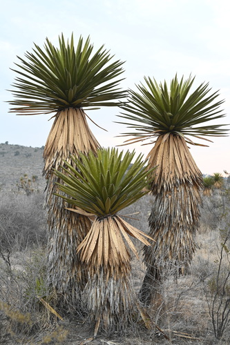 Image of Yucca carnerosana by (c) Alan Rockefeller, some rights reserved (CC BY)