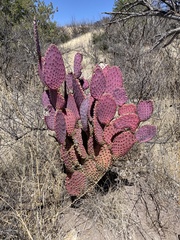 Opuntia santa-rita