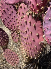 Opuntia santa-rita