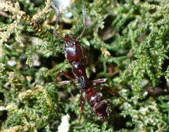 Austroponera castanea