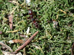 Austroponera castanea