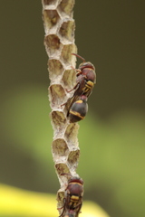 Ropalidia jacobsoni
