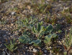Eriogonum viridescens
