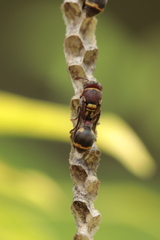 Ropalidia jacobsoni