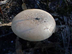 Amanita ochrophylloides