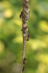 Ropalidia jacobsoni