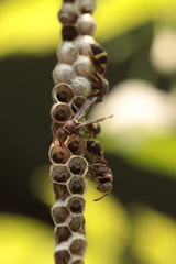 Ropalidia jacobsoni