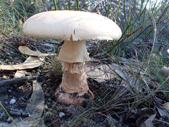 Amanita ochrophylloides