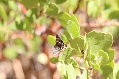 Litocala sexsignata