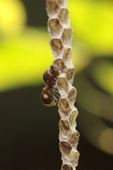 Ropalidia jacobsoni