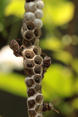 Ropalidia jacobsoni