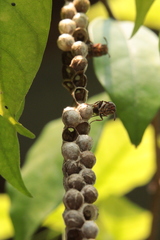 Ropalidia jacobsoni
