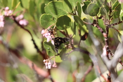 Litocala sexsignata