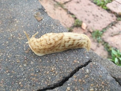 Polytoxon robustum