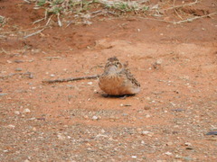 Chersomanes albofasciata albofasciata