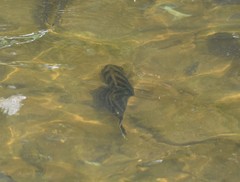 Heterotilapia buettikoferi