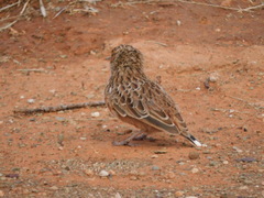 Chersomanes albofasciata albofasciata