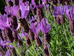 Bombus vancouverensis vancouverensis