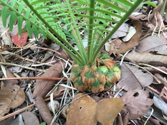 Cycas siamensis