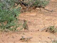Chersomanes albofasciata albofasciata