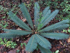 Cycas siamensis