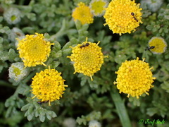 Anthemis rigida