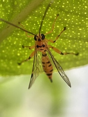 Xanthopimpla rhopaloceros