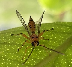 Xanthopimpla rhopaloceros