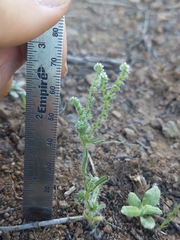Cryptantha microstachys