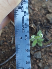 Cryptantha microstachys