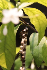 Ropalidia jacobsoni
