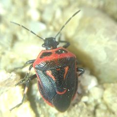 Perillus bioculatus