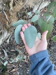 Eucalyptus tasmaniensis