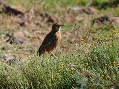 Chersomanes albofasciata albofasciata