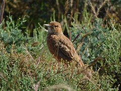 Chersomanes albofasciata albofasciata