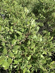 Quercus × macdonaldii