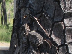 Cryptoblepharus virgatus