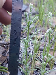 Cryptantha microstachys